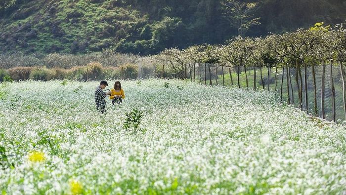 Bồi hồi trước vẻ đẹp thơ mộng của mùa Hoa cải trắng ở Mộc Châu 5