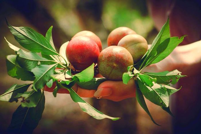 Lễ hội hái quả Mộc Châu đầy sôi động, nhộn nhịp nhất trong năm.