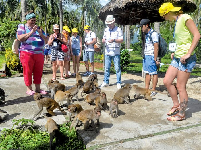 Đảo Khỉ Nha Trang - Thiên đường của hơn 1500 chú khỉ 8