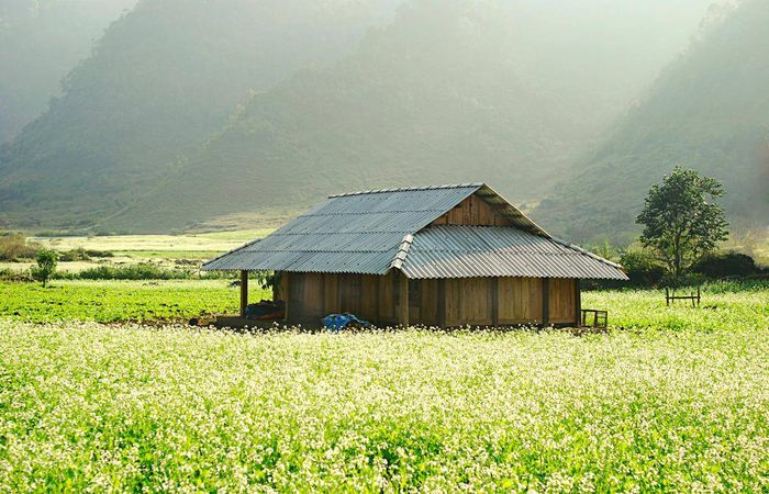 Mộc Châu vào mùa từ tháng Chín đến tháng Mười, bạn sẽ được ngắm nhìn mùa hoa tam giác mạch rực rỡ trên những cánh đồng.