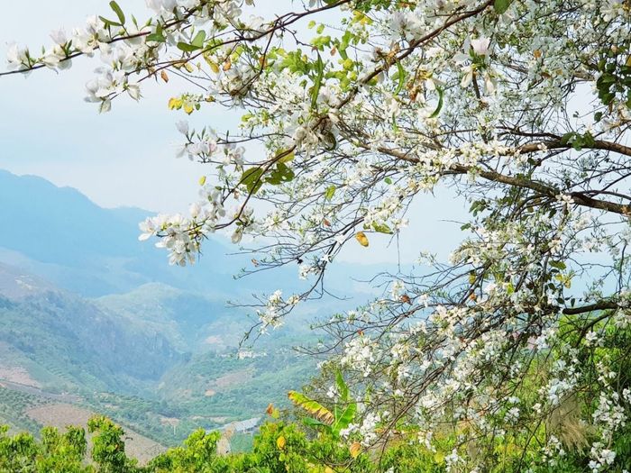 Trải nghiệm du lịch Mộc Châu tự do bằng xe hơi ở đây đó bạn ơi! 4