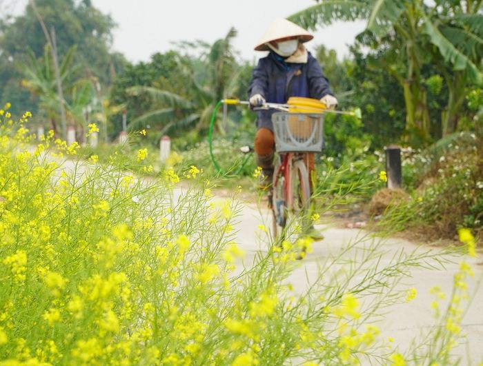 Hoa dã quỳ trắng Mộc Châu - Sắc trắng trên cao nguyên Mộc Châu