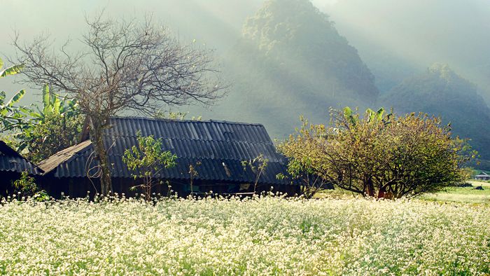 Nếu bạn muốn biết thêm về Kinh nghiệm du lịch Mộc Châu tự túc suốt 12 tháng, hãy đến với đội ngũ của Mytour.vn!