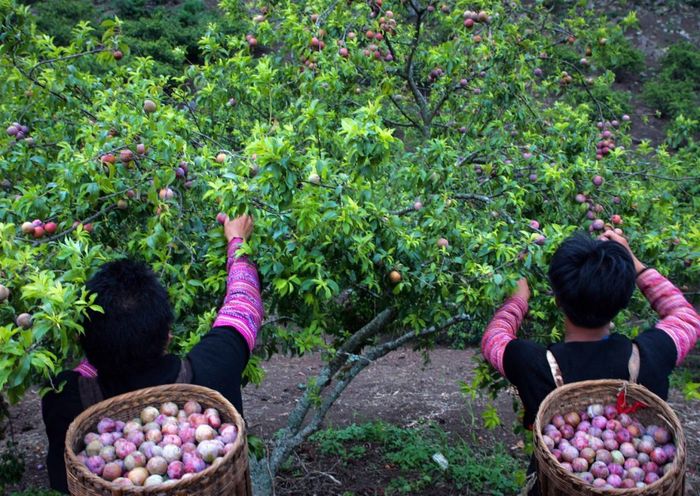 Đừng bỏ lỡ đánh giá về mùa mận Mộc Châu tràn ngập trên các cành 8