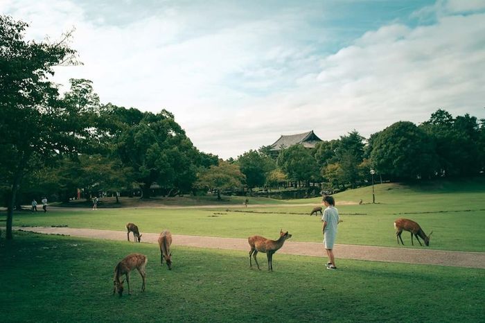 Nara, nơi có văn hóa lâu đời và những chú nai thân thiện tự do chạy nhảy.