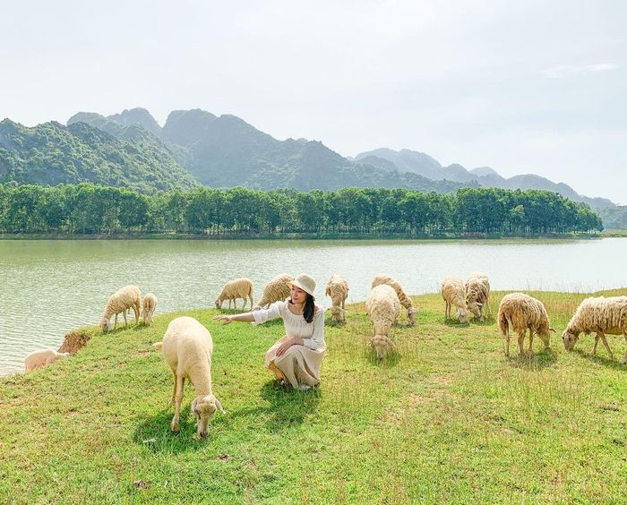 Đồng cừu Gia Hưng Ninh Bình - Bức tranh cổ tích tuyệt đẹp 5