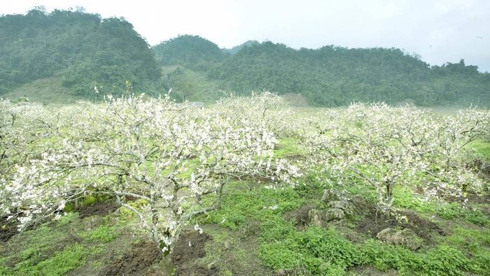 Hồi hộp để đánh giá vườn mận Mộc Châu với những trái mận giòn ngọt, thật là ngon