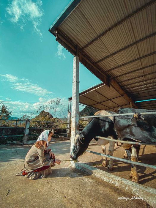 Khám phá vẻ đẹp của Mộc Châu qua các đoạn phim của cô nàng Maria Tuyền, một trải nghiệm đáng nhớ 8