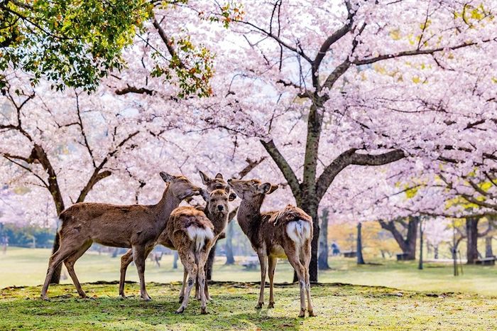 Nara là cố đô của những chú nai và là nơi trữ tình với văn hóa lâu đời.