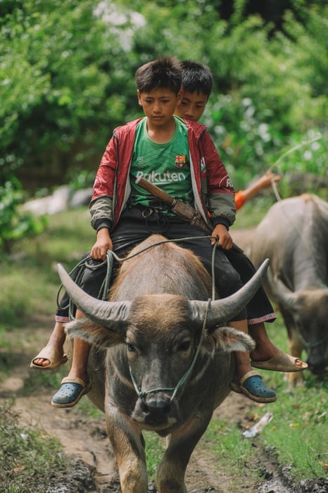 Bình yên tỏa sáng trên Bản làng Mộc Châu dưới ánh nắng sớm trên vùng cao 9