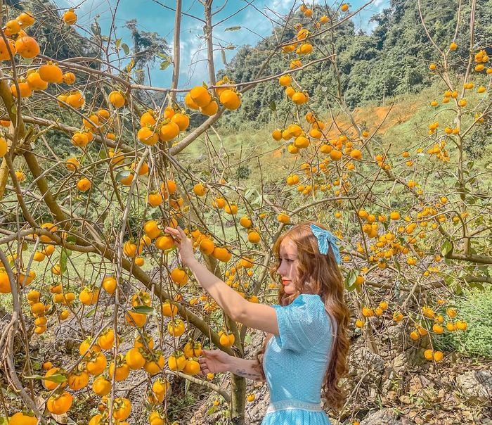 Đánh giá Mộc Châu mùa hồng chín - Thiên đường sống ảo mới ở phía Tây Bắc 4