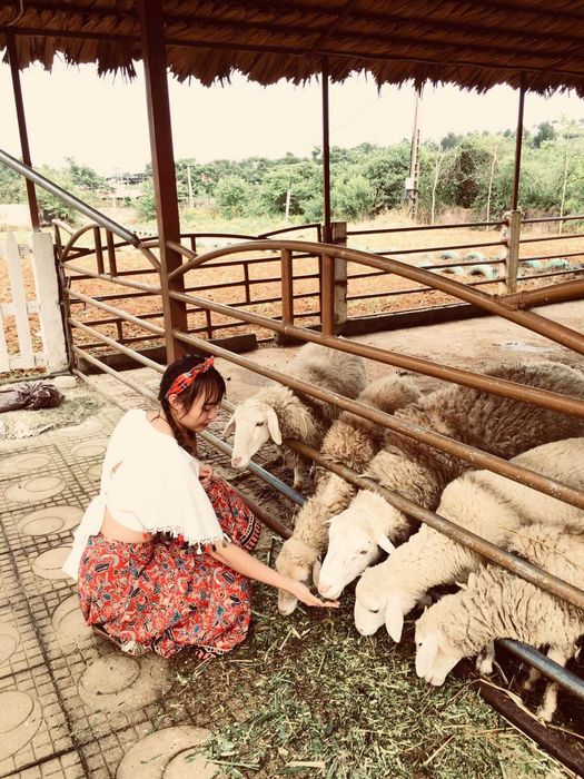 Khám phá vẻ đẹp tuyệt vời của trang trại nuôi bò sữa Mộc Châu trong một ngày