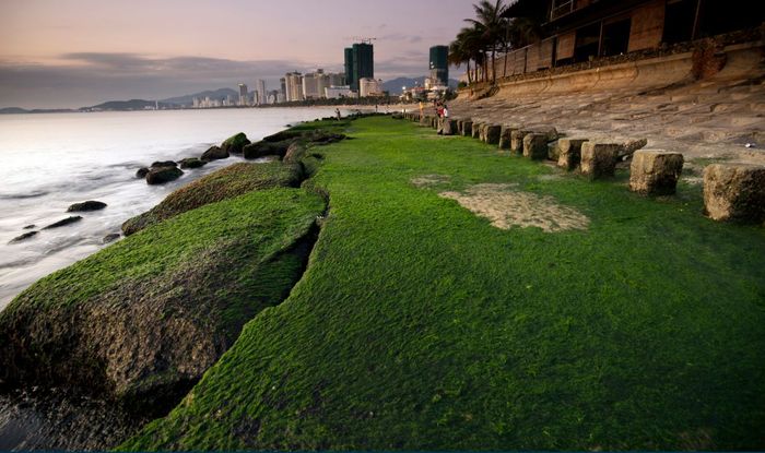 Bãi rêu Nha Trang - Khám phá vẻ đẹp tự nhiên đầy mê hoặc 2