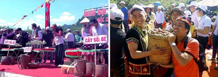 Ngày hội hái quả Mộc Châu là sự kiện sôi động và rộn ràng nhất trong năm.