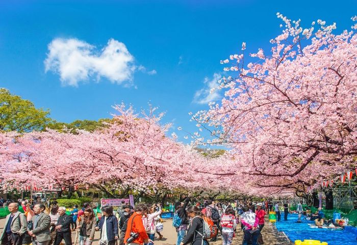 Khám phá công viên Ueno: điểm đến lâu đời nhất tại Tokyo 10