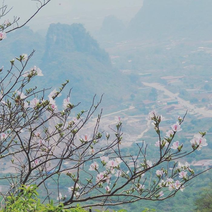 Tháng 3 Hoa ban Mộc Châu nở trắng trời, hãy ghé thăm Mộc Châu ngay khi thời tiết đẹp nhất nhé!