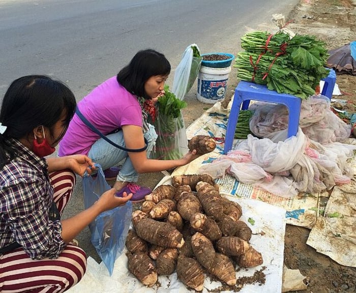 Thưởng thức khoai sọ Mán Mộc Châu ngọt lịm đốn lòng nhiều người 5