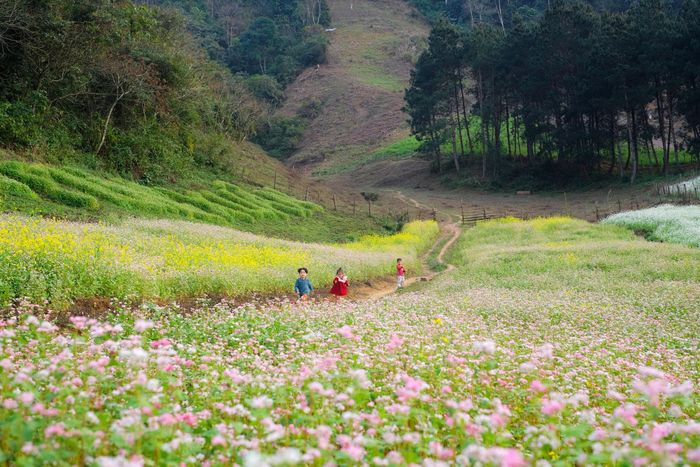 Đánh giá mùa cải ở Lóng Luông - khung cảnh đẹp tựa tranh vẽ trong thiên nhiên Mộc Châu 2