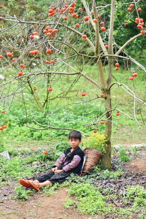 Mùa hồng chín Mộc Châu: Vẻ đẹp độc đáo của tự nhiên