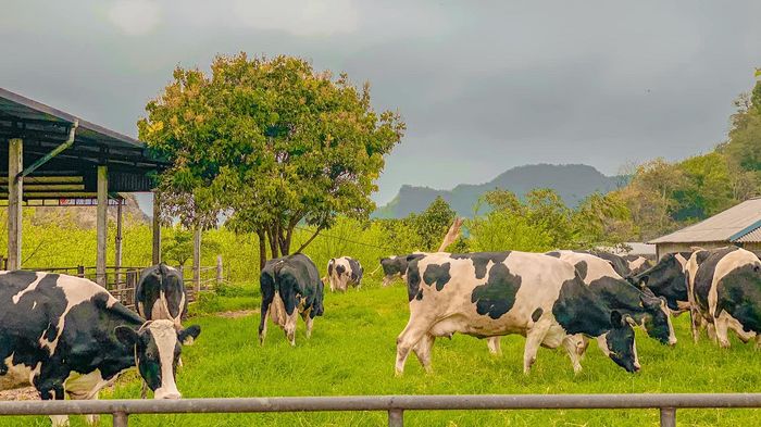 Hãy khám phá vẻ đẹp của Trang trại bò sữa Daily Farm Mộc Châu 2 cùng chúng tôi.