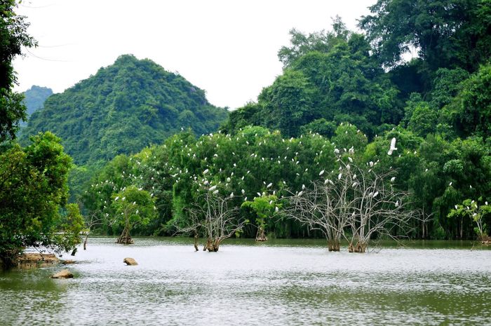 Khám phá Vườn chim Thung Nham - Nơi hòa mình vào thế giới phong phú của các loài chim ở Ninh Bình.