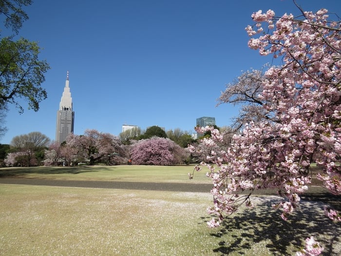 Vườn Quốc gia Shinjuku Gyoen tạo nên một bức tranh màu sắc tương phản giữa sự nhộn nhịp của Tokyo.