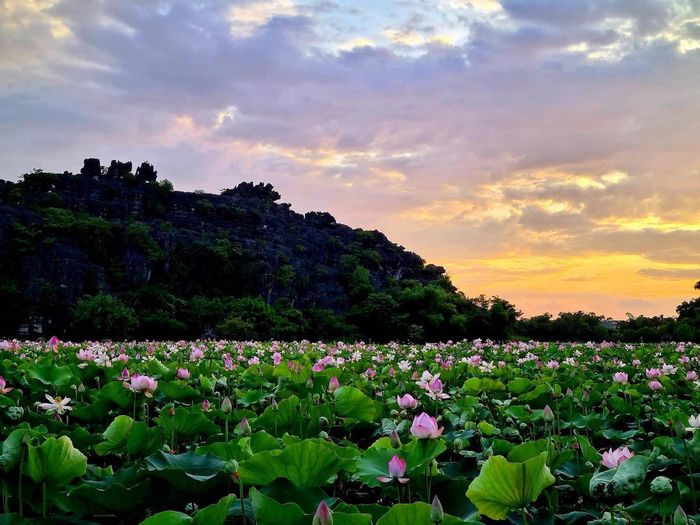 Mơ mộng về vùng đất thiêng qua từng mùa du lịch Ninh Bình 11