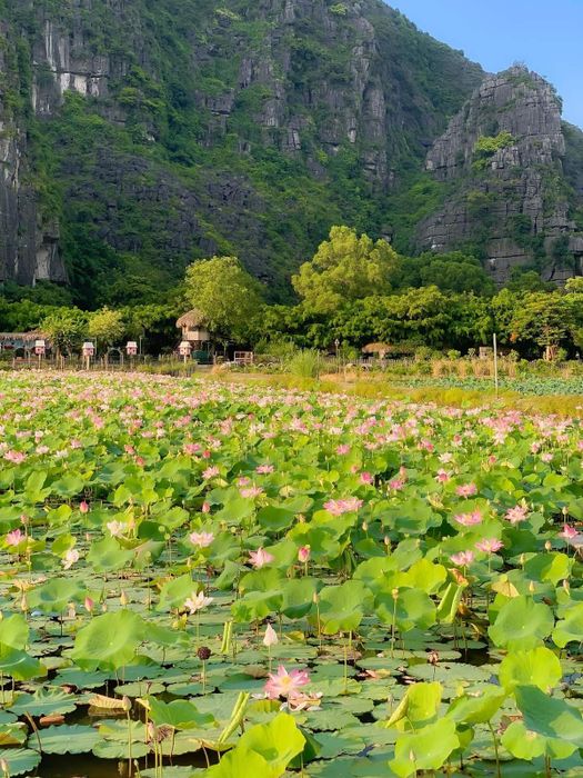 Đầm sen Hang Múa, kiệt tác dưới chân núi Ngọa Long 7