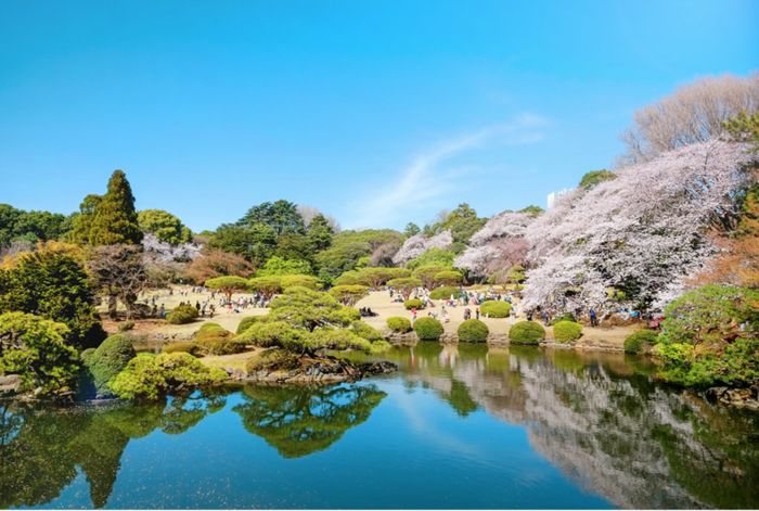 Vườn Quốc gia Shinjuku Gyoen tạo ra một sự tương phản đặc biệt giữa sự hối hả của Tokyo hiện đại