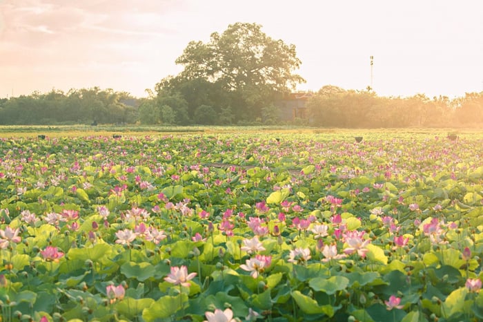 Dừng chân tại Cù Lao Thu để ngắm nhìn vẻ đẹp hoang sơ của thiên nhiên