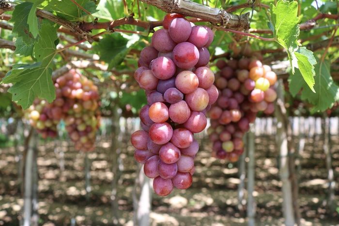 8 đặc sản Ninh Thuận hấp dẫn với hương vị thơm ngon ngất ngây