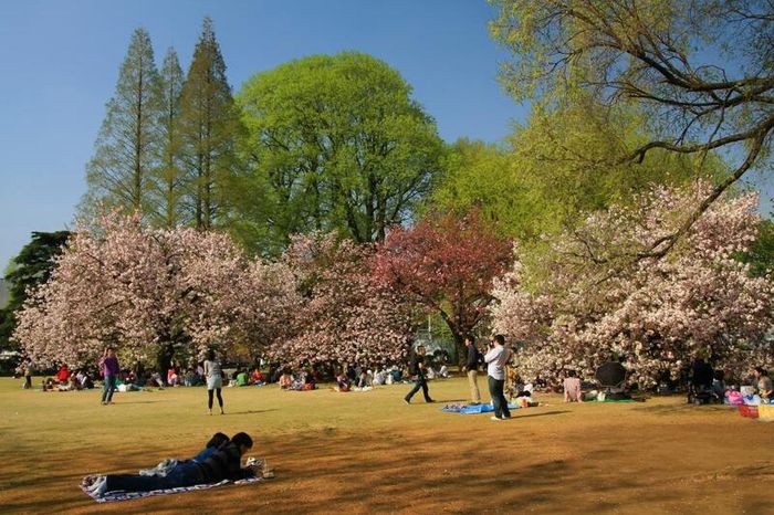 Vườn Quốc gia Shinjuku Gyoen tạo nên một sự tương phản đặc biệt giữa sự ồn ào của Tokyo hiện đại