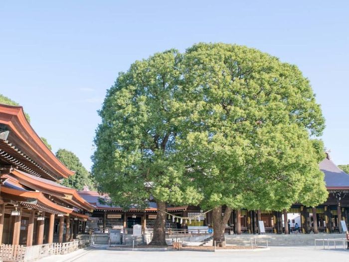 Khám phá ngôi đền Meiji Jingu linh thiêng của Nhật Bản