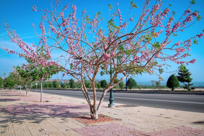 Đánh giá hành trình du lịch Phan Thiết trong mùa hoa nở lên