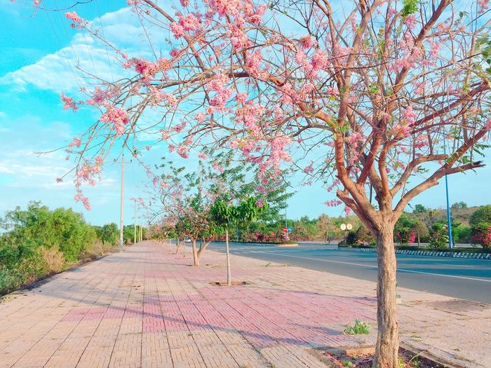 Đánh giá hành trình du lịch Phan Thiết vào mùa hoa nở số 2