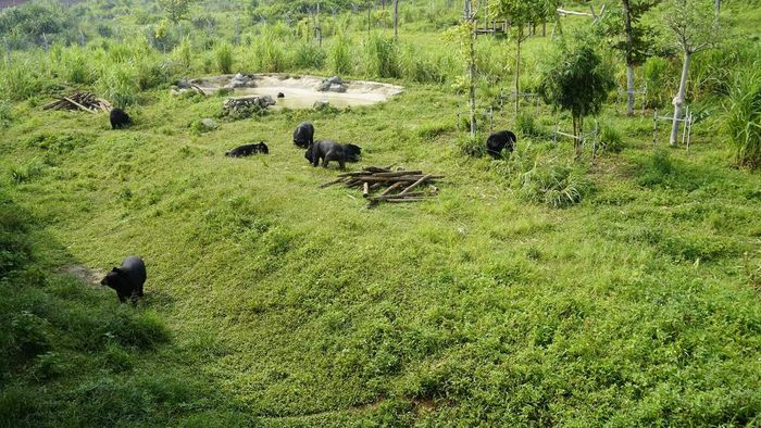 Đến tham quan cơ sở bảo tồn gấu Ninh Bình, du khách có cơ hội ngắm nhìn những chú gấu đang chơi đùa ngoài trời từ tuyến đường bê tông dài 250 mét, được xây kiên cố.