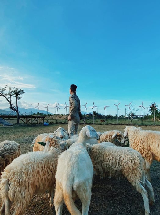 Khám phá Chương trình du lịch tự túc 3 ngày ở Ninh Thuận