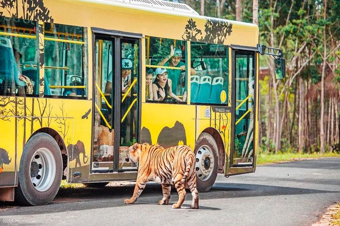 Thời khóa biểu của xe buýt Phú Quốc tới VinWonders và Vinpearl Safari 7