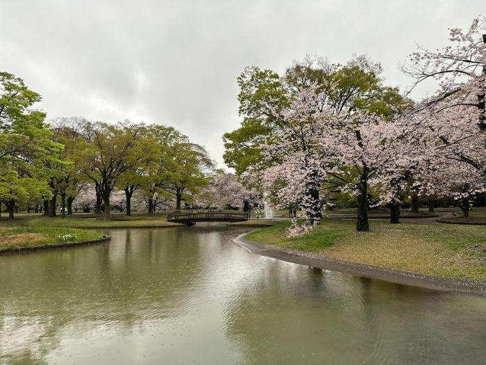 Khám phá ngôi đền Meiji Jingu linh thiêng của Nhật Bản