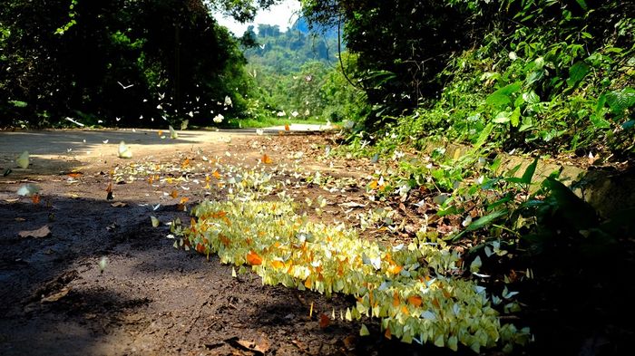 Bí quyết du lịch Ninh Bình - Khám phá vẻ đẹp tự nhiên Ninh Bình 7