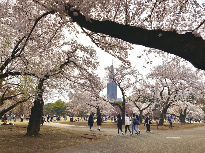 Vườn Quốc gia Shinjuku Gyoen tạo nên sự tương phản đặc biệt giữa sự sầm uất của Tokyo hiện đại