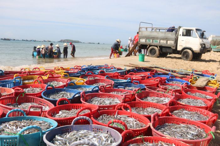 Thưởng thức hương vị độc đáo của mắm biển Phan Thiết, một trải nghiệm gần gũi và bình dị