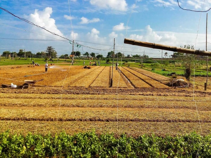 Làng rau Ngọc Lãng - Trải nghiệm tuyệt vời tại khu vườn rau lớn nhất Phú Yên