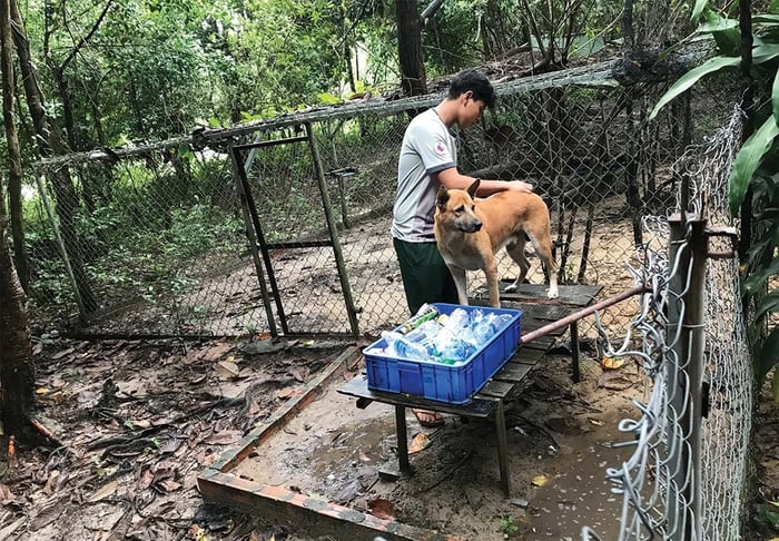 Trung tâm bảo tồn chó xoáy Phú Quốc – Linh hồn của đảo Ngọc