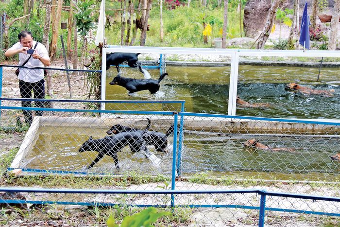 Trung tâm bảo tồn chó xoáy Phú Quốc – Linh hồn của đảo Ngọc