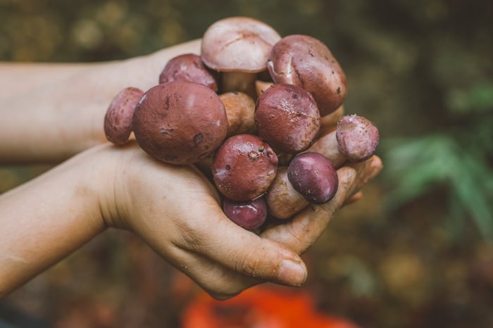 Nấm tràm Quảng Bình, món quà không thể quên trong những ngày mưa