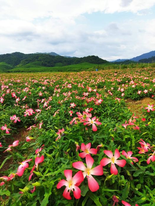 Tìm hiểu về ẩm thực đặc sản miền Tây sông nước, một trải nghiệm không thể bỏ qua