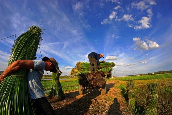 Làng nghề dệt chiếu cói Phú Tân - Di sản lâu đời tại Phú Yên 4