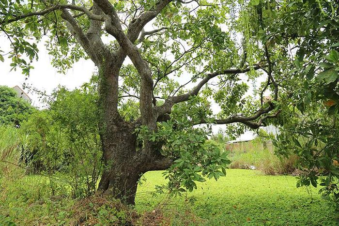 Nhà hàng Biển Xanh Phú Quốc - Địa điểm lý tưởng cho buổi hẹn hò 5