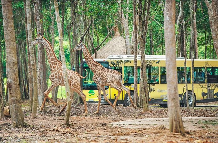 Lịch trình khám phá Vinpearl Safari Phú Quốc - Nơi có khu vườn thú hoang dã lớn nhất Việt Nam 9